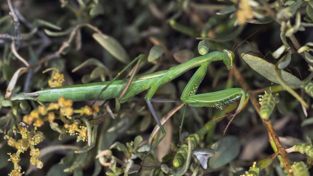 Mantis religiosa, immature female, Sète 01