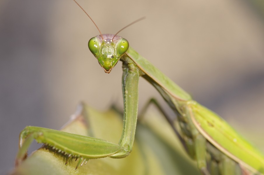 Mantis religiosa, portrait of a female specimen