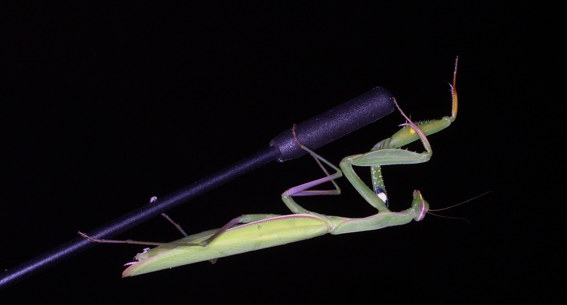 Mantis religiosa green 07