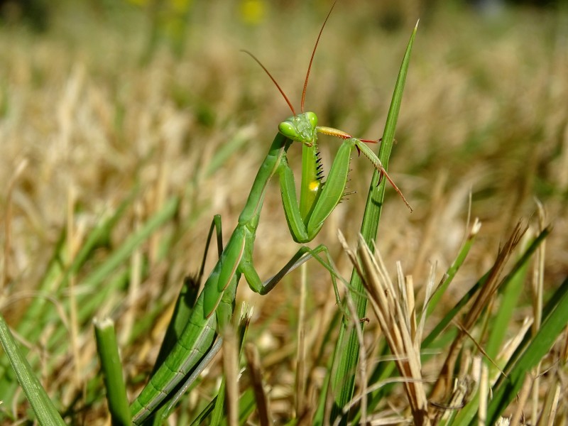 Mantis religiosa in the grass