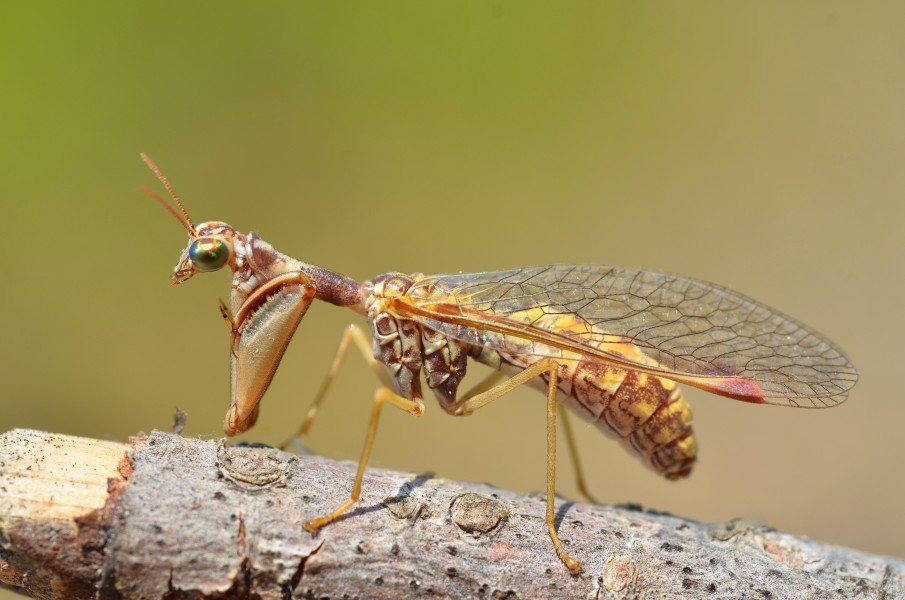 Mantispa styriaca (9566952168)