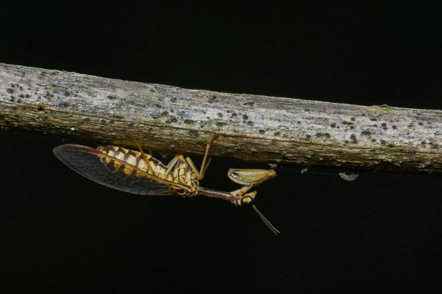 Mantispidae-Thekkady-2016-12-02-001