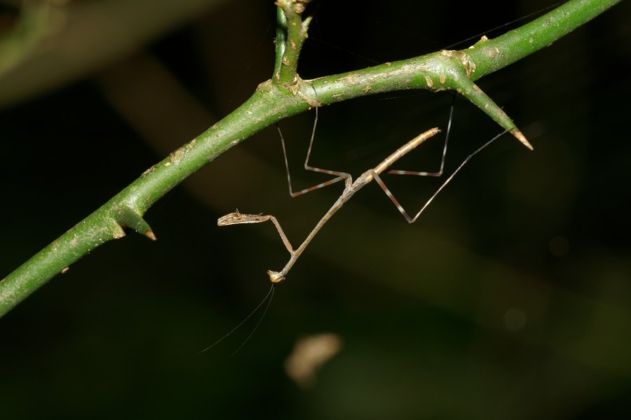 Mantodea-Kadavoor-2016-08-08-001