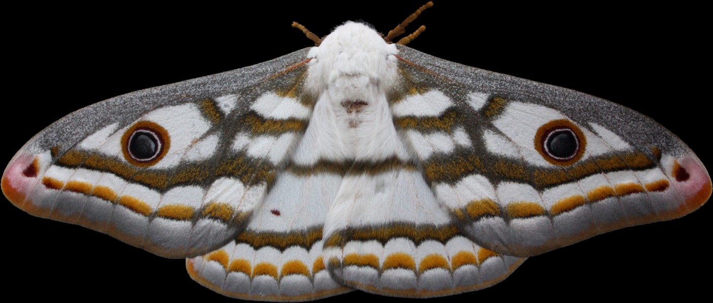 Marbled emperor moth heniocha dyops