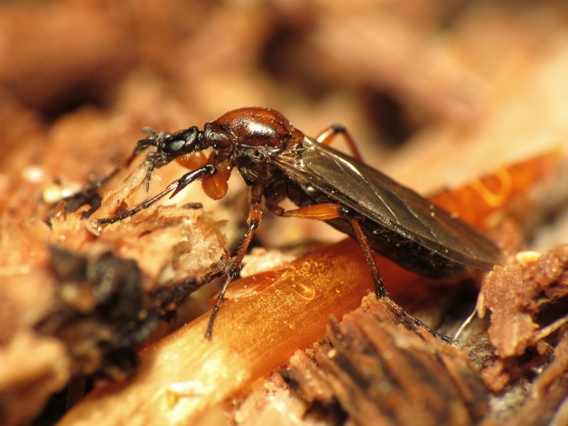 March Fly - Flickr - treegrow (7)