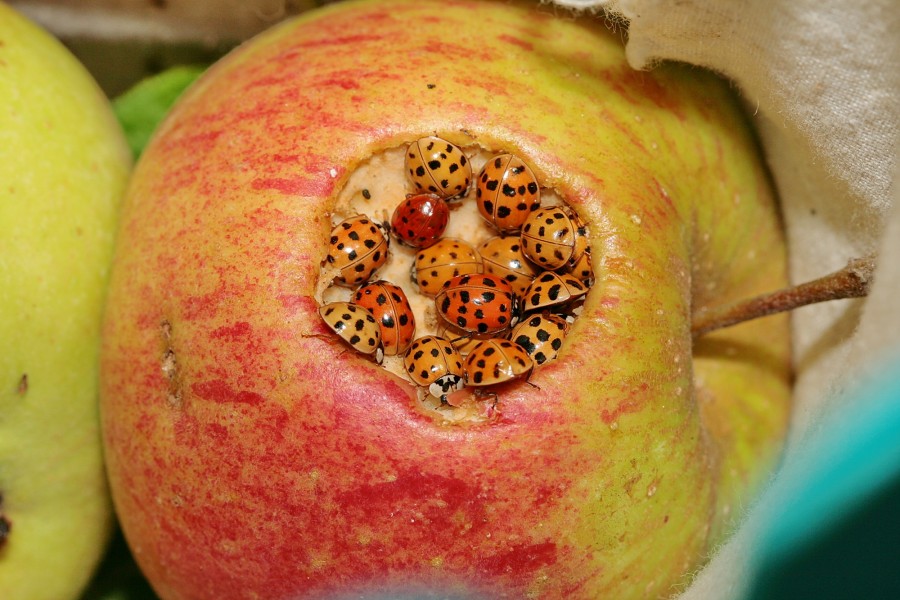 Marienkäfer am Apfel (II) IMG 3026