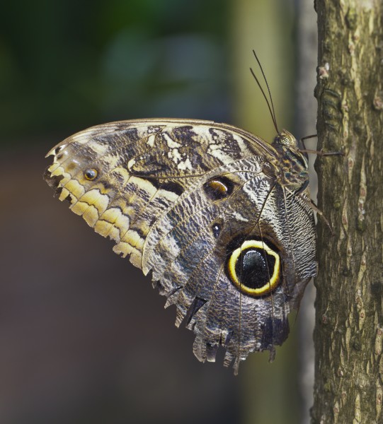 Mariposa búho (Caligo eurilochus), Jardín Botánico de Múnich, Alemania, 2013-01-27, DD 03
