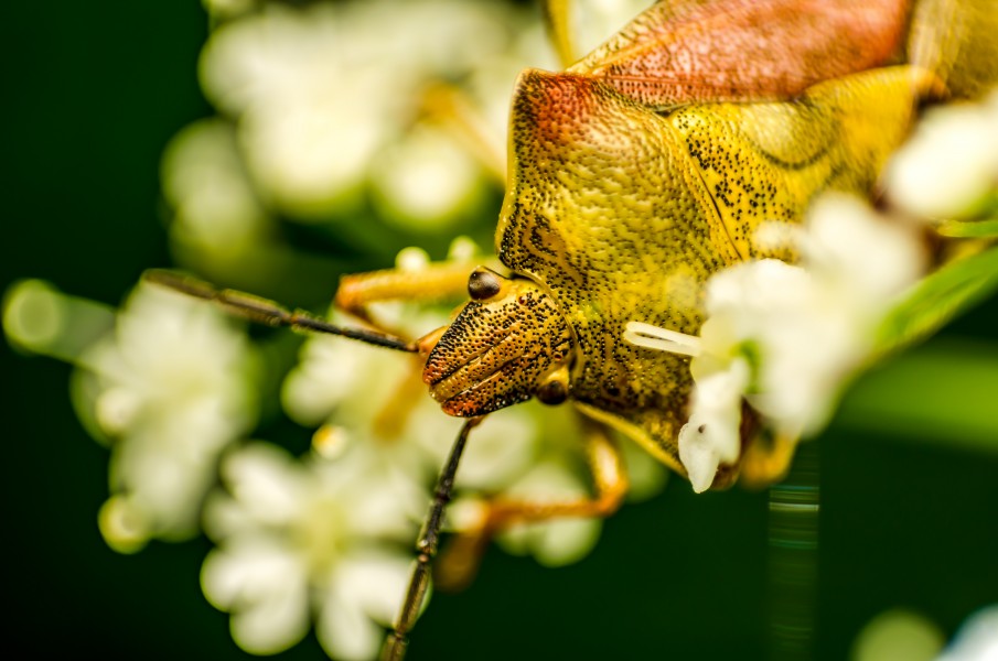 Marjalutikas Dolycoris baccarum (1)