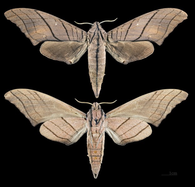 Marumba cristata titan MHNT CUT 2010 0 5 Malaysia female