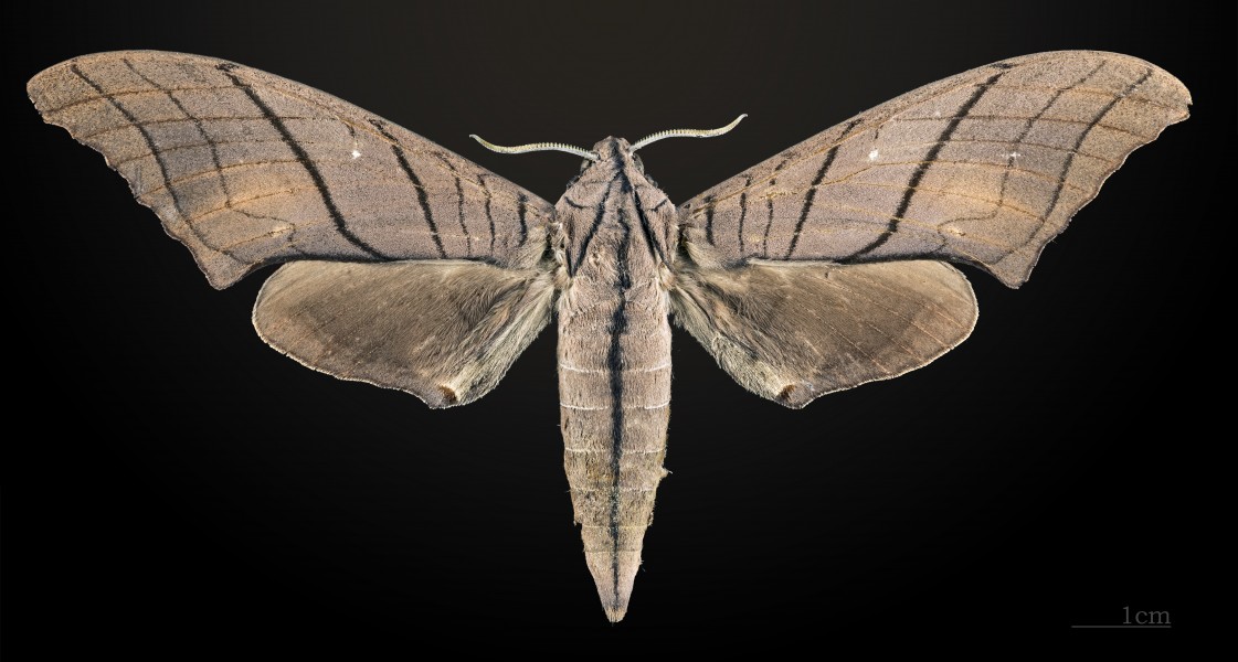 Marumba cristata titan MHNT CUT 2010 0 5 Malaysia female dorsal