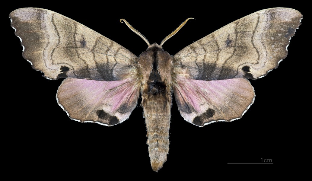 Marumba gaschkewitschii carstanjeni MHNT CUT 2010 0 123 Harbin Heilongjiang China dorsal