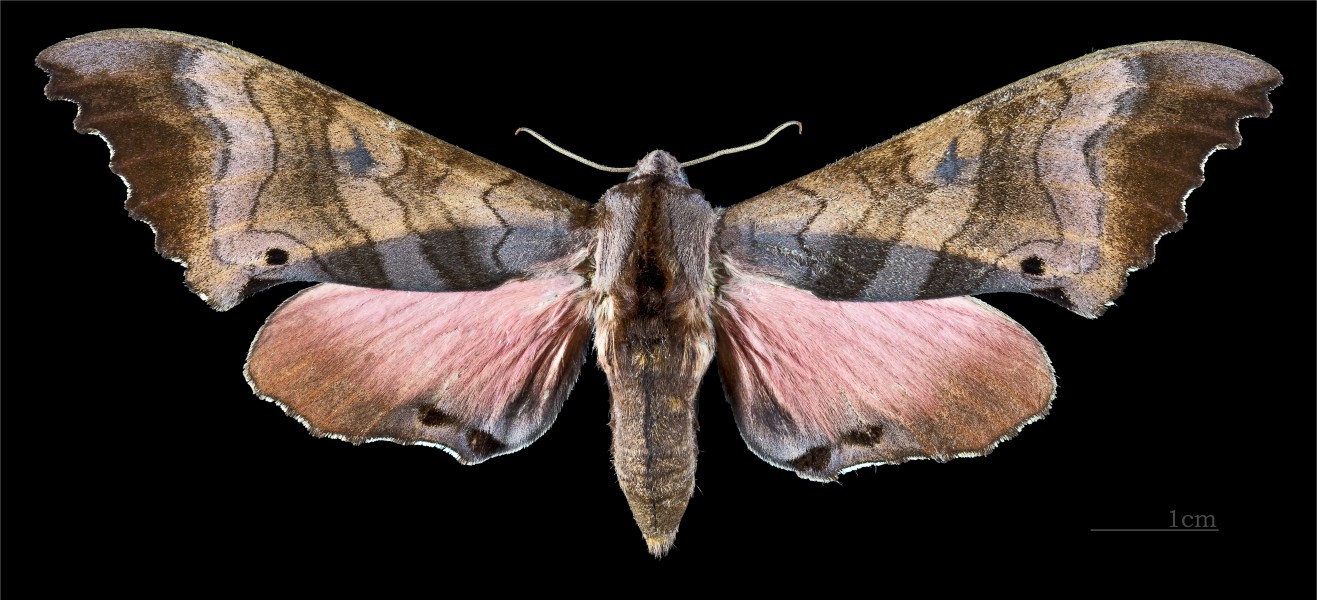 Marumba gaschkewitschii gressitti MHNT CUT 2010 0 61 Wu She Taiwan female dorsal