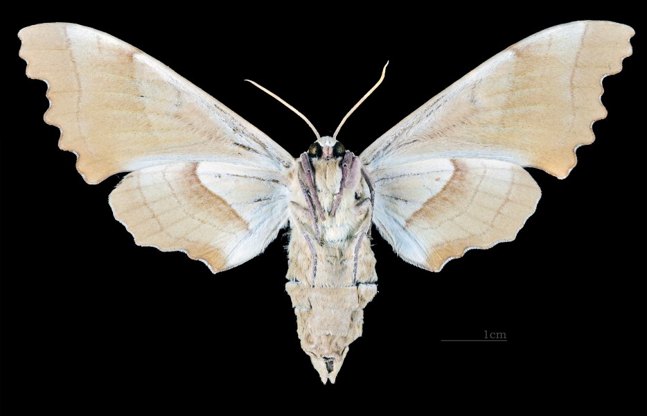 Marumba quercus MHNT CUT 2010 0 89 La Croix-Valmer female ventral