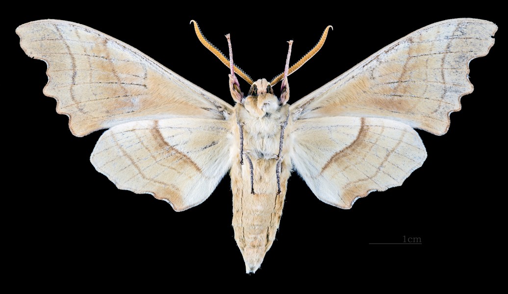 Marumba quercus MHNT CUT 2010 0 89 La Croix-Valmer Male ventral