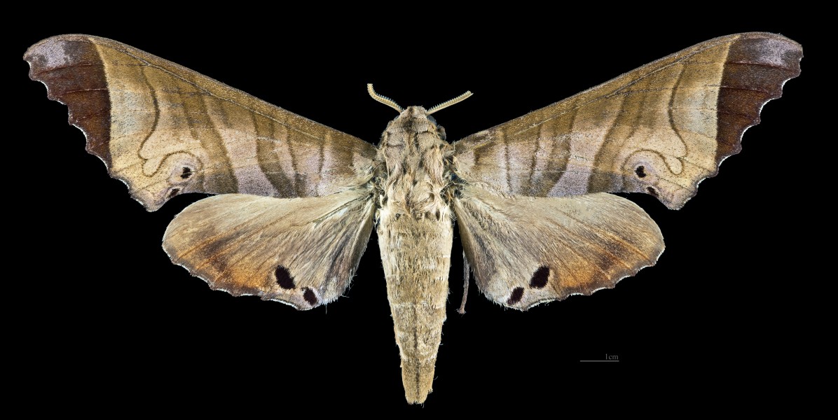 Marumba saishiuana MHNT CUT 2010 0 221 Tsushima Island Japan female dorsal