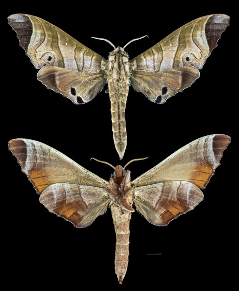 Marumba saishiuana MHNT CUT 2010 0 221 Tsushima Island Japan male