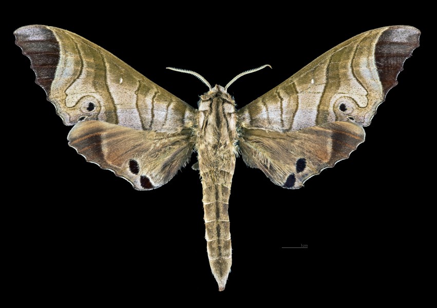 Marumba saishiuana MHNT CUT 2010 0 221 Tsushima Island Japan male dorsal