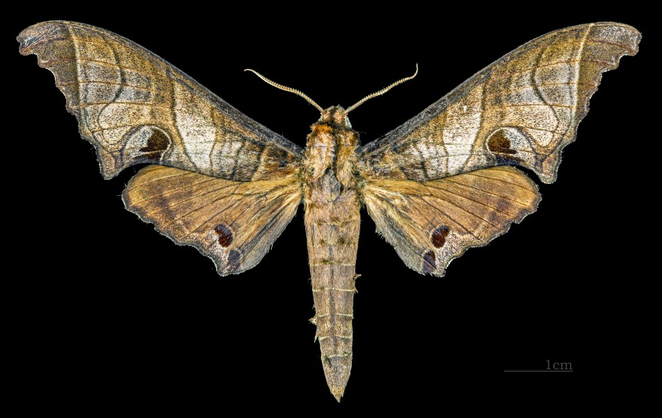 Marumba spectabilis MHNT CUT 2010 0 122 Chiang Mai Thailand male dorsal