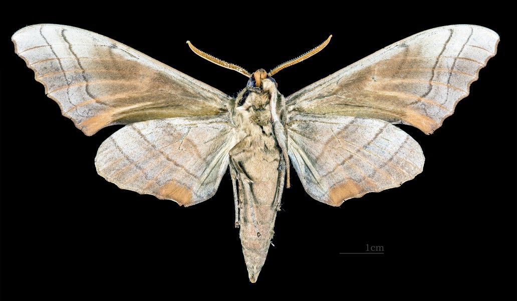 Marumba sperchius MHNT CUT 2010 0 120 Gifu Japan Male ventral