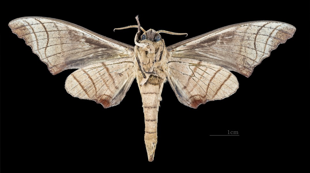 Marumba tigrina MHNT CUT 2010 0 177 Sumatra, Mt. Singgalang male ventral