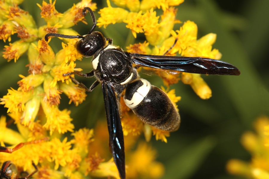 Mason Wasp - Monobia quadridens, Meadowood Farm SRMA, Mason Neck, Virginia