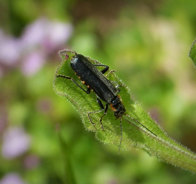 Mating Soldier Beetles Cantharidae. C libernica, C. paradoxa or C. obscura (44773459034)