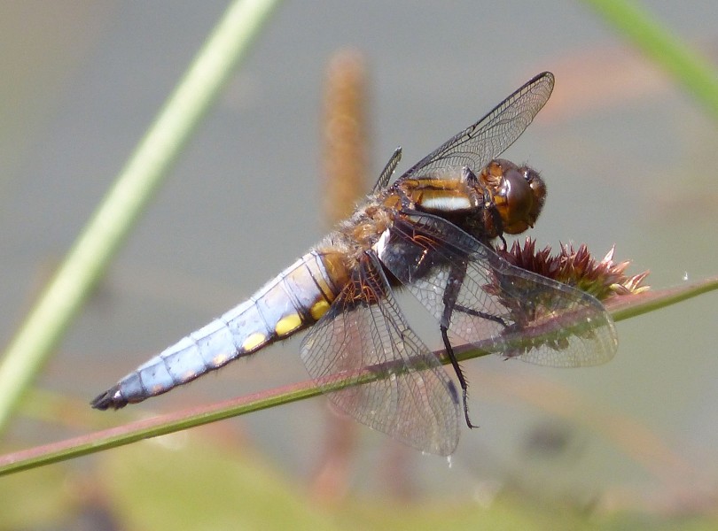 Mature male Broad-bodied Chaser. Libellula depressa - Flickr - gailhampshire