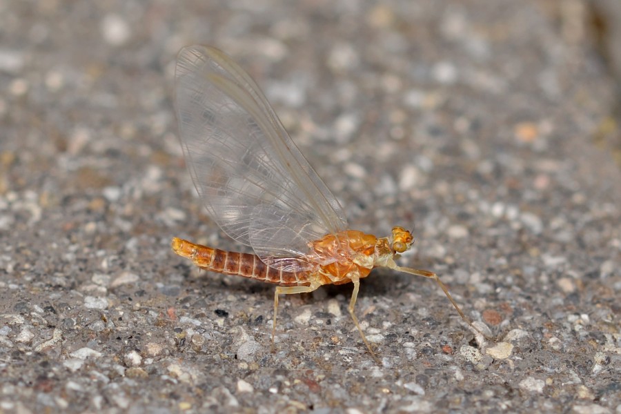 Mayfly (Ephemeroptera) - Guelph, Ontario
