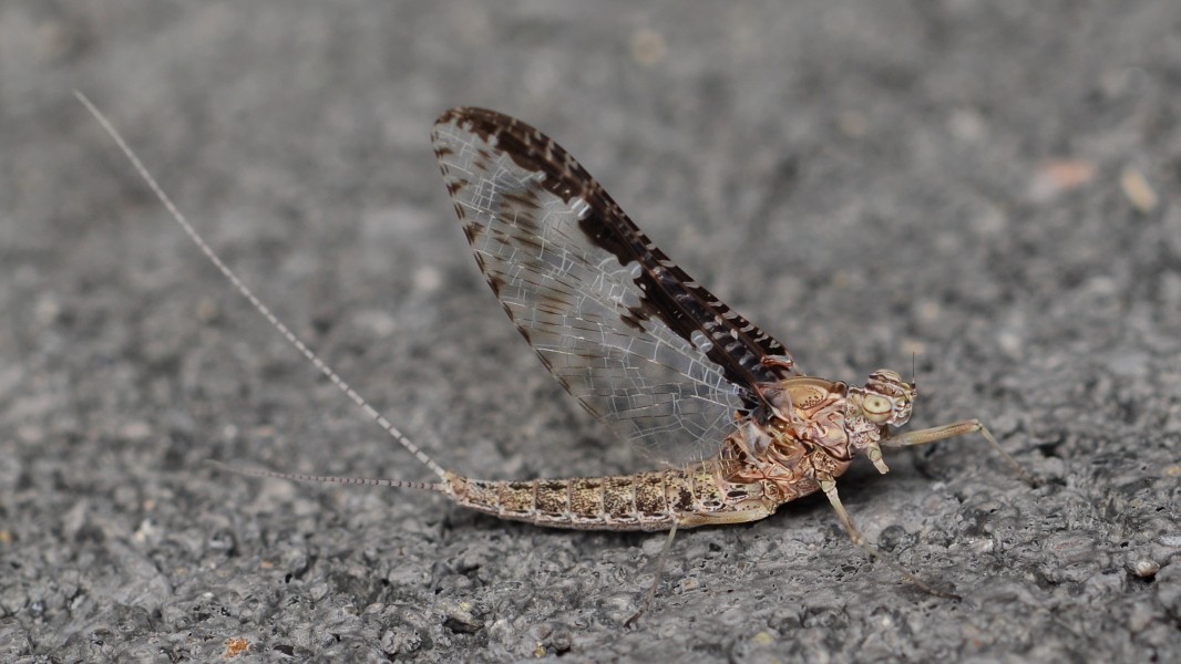 Mayfly (Ephemeroptera) - Guelph, Ontario 03