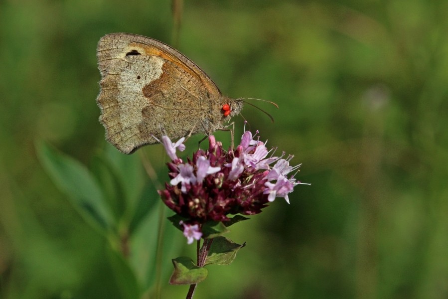 Meadow brown butterfly (Maniola jurtina) with trombidium breei