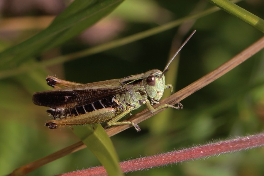 Meadow grasshopper (Chorthippus parallelus) male