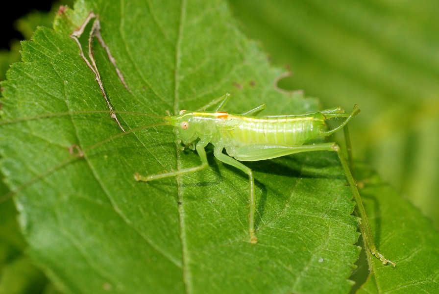 Meconema meridionale male (3898340248)