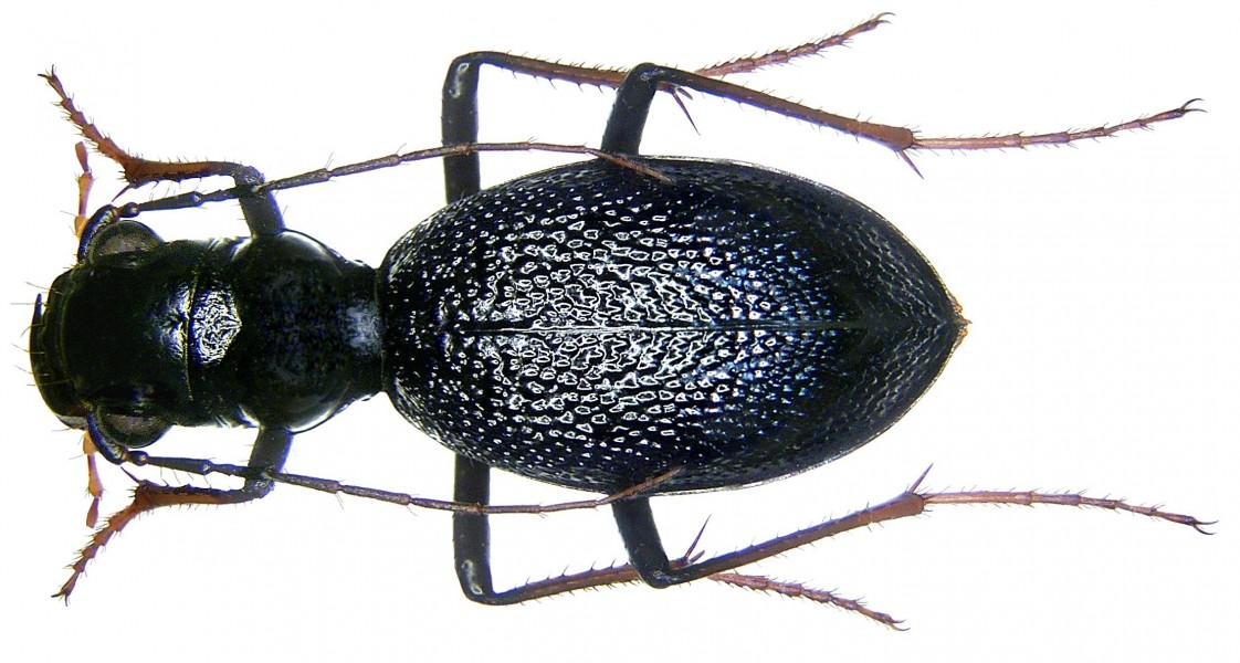 Megacephala laevicollis mandli Basilewsky, 1966 (3314266404)