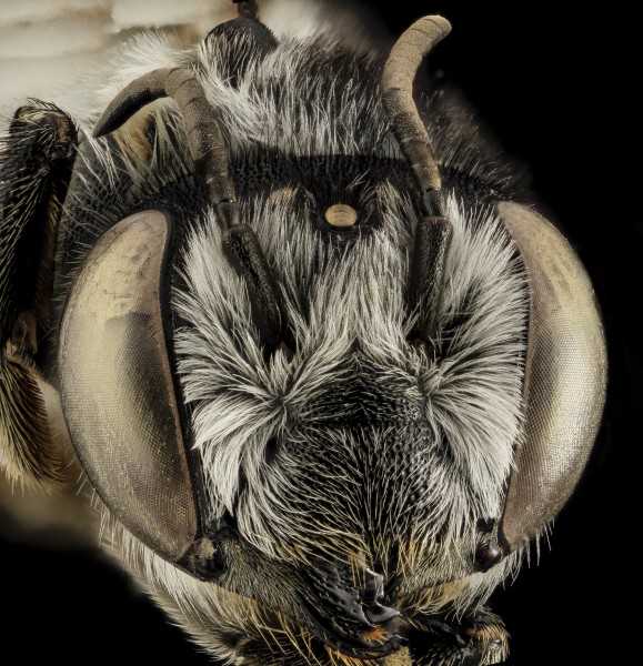Megachile addenda, F, Face, NJ, Monmouth County 2014-04-25-13.39.38 ZS PMax (14081313132)
