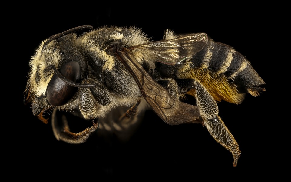 Megachile albitarsis, f, side, Chambers co, Texas 2016-07-27-17.52 (28720111030)