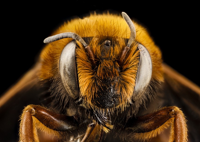 Megachile Chalicodoma species, f, morocco, face 2014-08-14-12.48.40 ZS PMax (15217084686) (2)