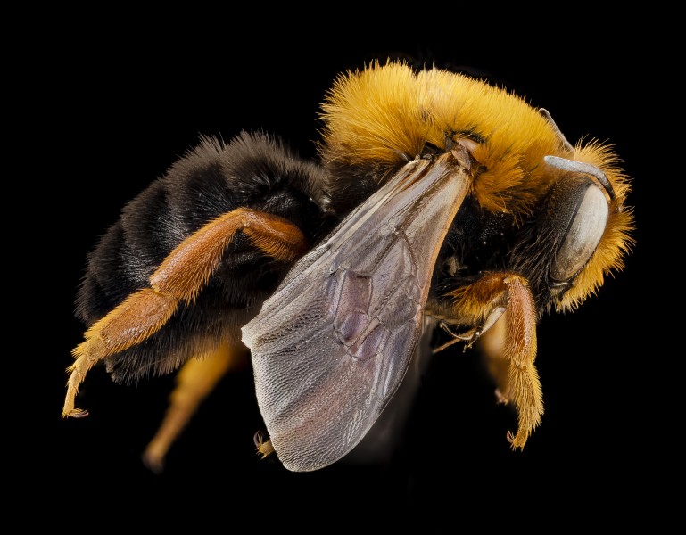 Megachile Chalicodoma species, f, morocco, side 2014-08-14-13.13.45 ZS PMax (15053419260) (2)