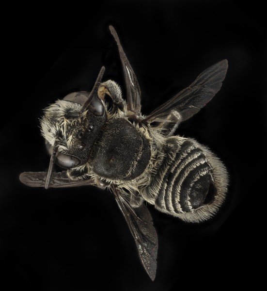 Megachile concinna, F, back, Puerto Rico, Boqueron 2014-09-26-09.00 (32324844313)