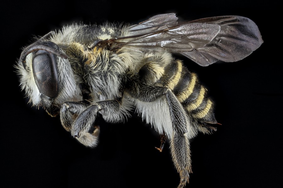Megachile deceptrix f