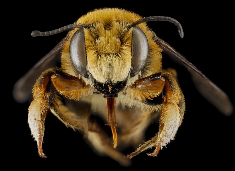 Megachile fortis (head) from Badlands National Park, South Dakota - USGS Bee Inventory and Monitoring Laboratory