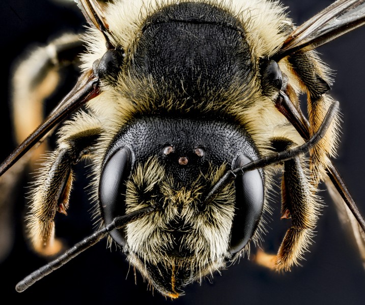 Megachile inermis, female, face 2012-07-13-17.48.00 ZS PMax (8131694027)