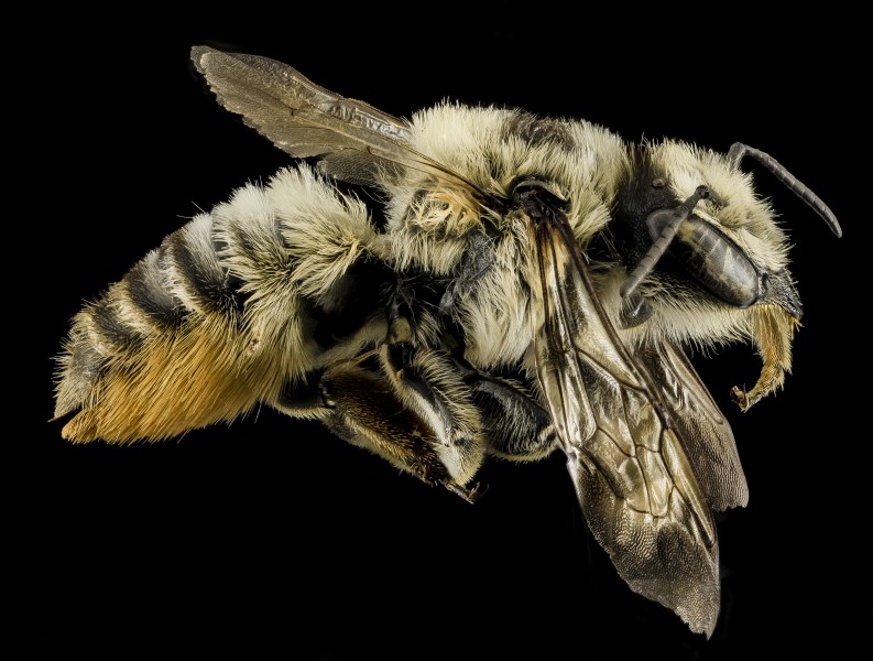 Megachile latimanus, F, Side, MI, Alger county 2014-03-26-11.20.22 ZS PMax (13700373153)