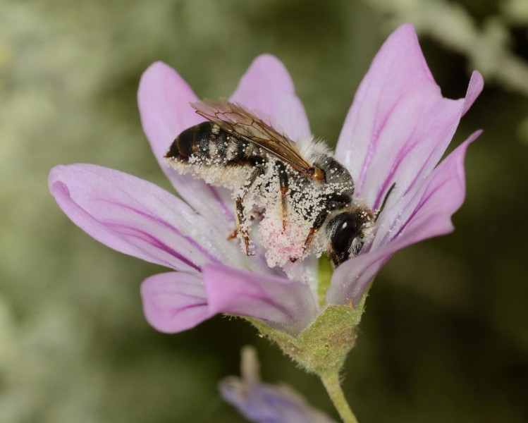 Megachile montenegrensis female 2