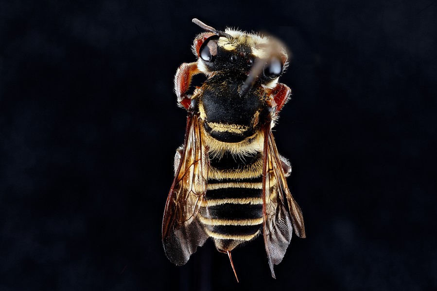 Megachile poeyi