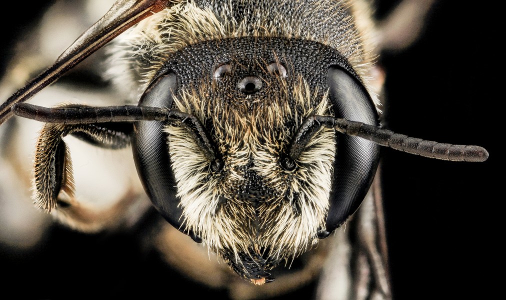 Megachile rotundata, F, Face, MD, Cecil County 2013-07-08-18.34.45 ZS PMax (10825248485)