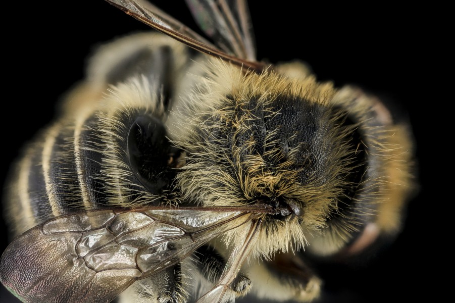 Megachile rubi,M,Back,NC,Moore County 2013-09-28-18.02.32 ZS PMax (10826610323)