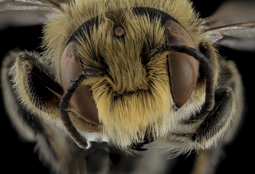 Megachile rubi,M,Face,NC,Moore County 2013-09-28-18.14.32 ZS PMax (10826614423)