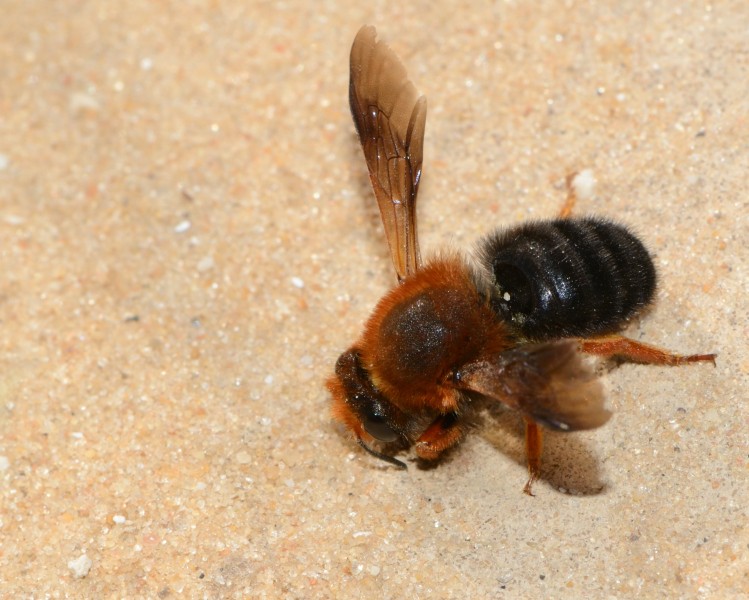 Megachile sicula female 1