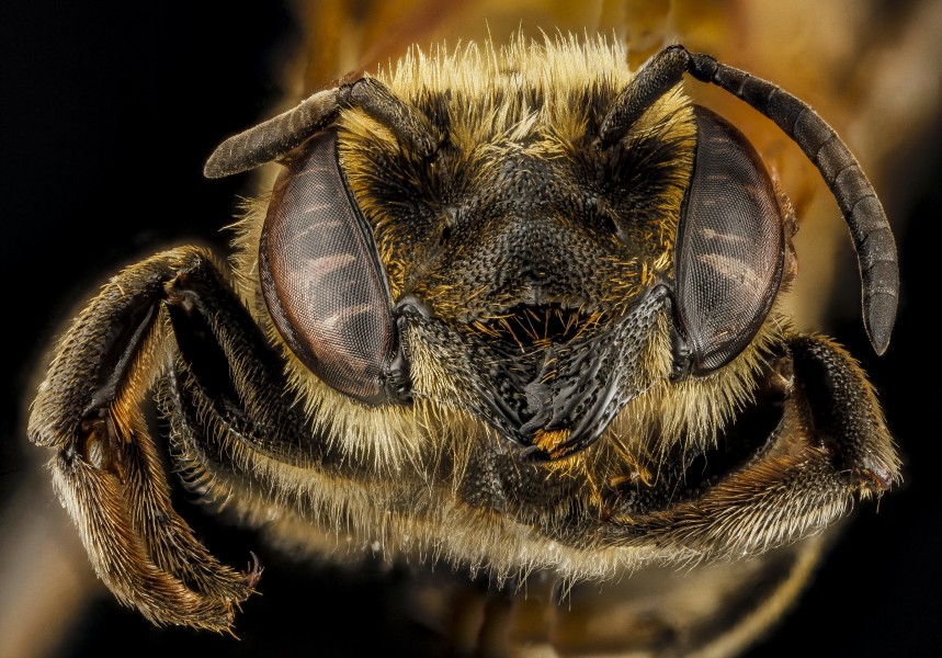 Megachile species b, female, face, Dominican Republic 2012-10-05-12