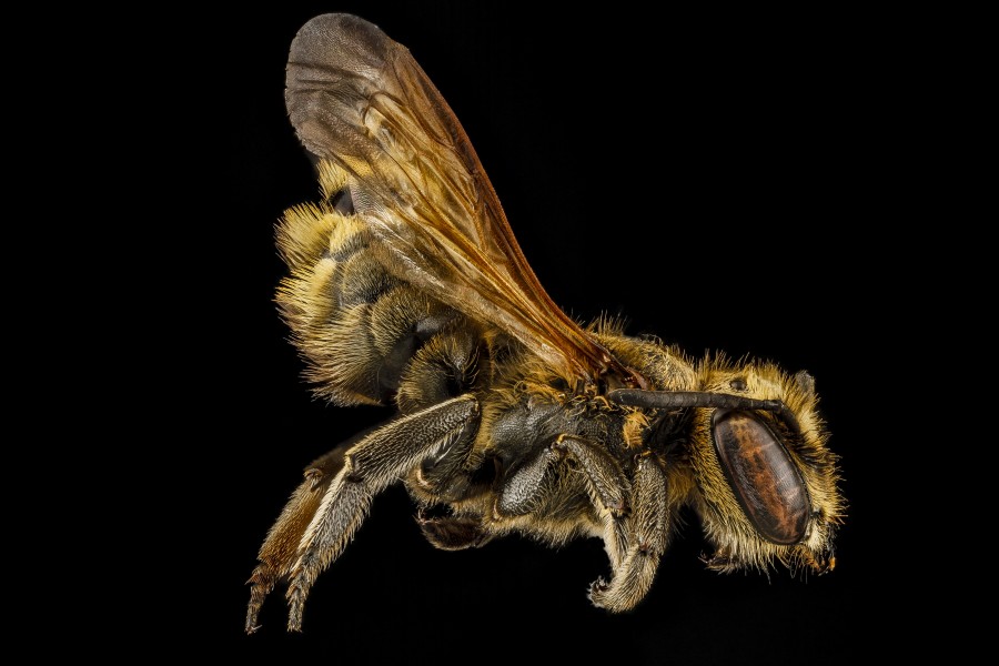 Megachile species b, female, rt side, Dominican Republic 2012-10-05-12